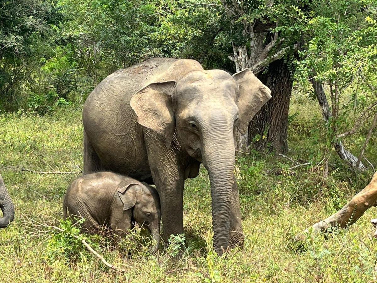 Yala Dream Park Hotell Eksteriør bilde