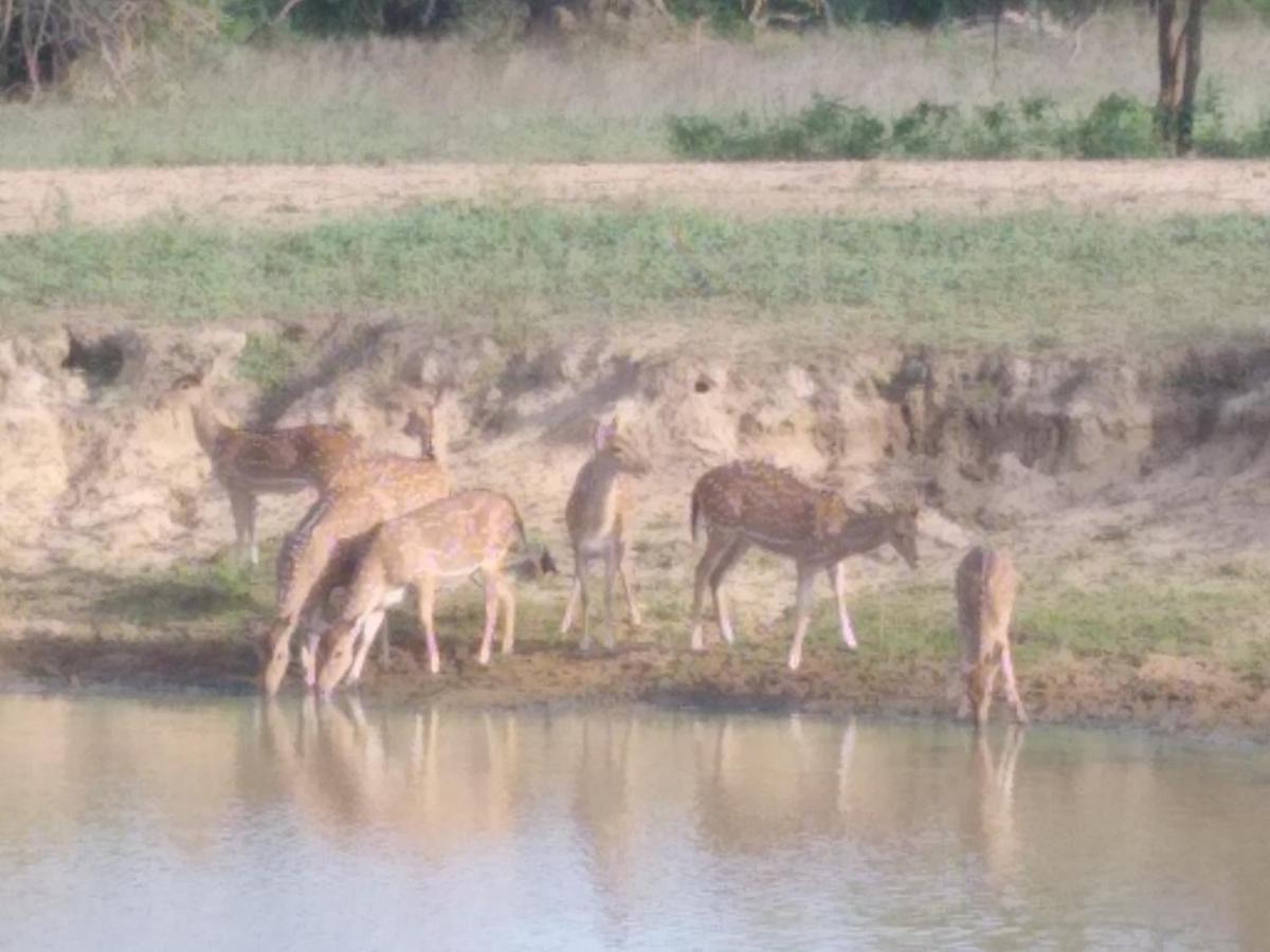 Yala Dream Park Hotell Eksteriør bilde