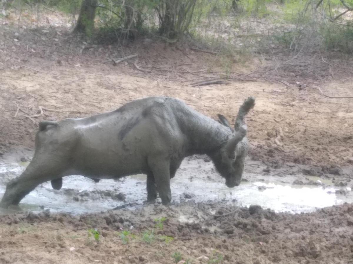 Yala Dream Park Hotell Eksteriør bilde