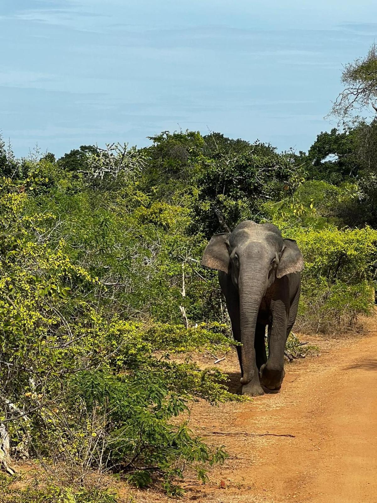 Yala Dream Park Hotell Eksteriør bilde