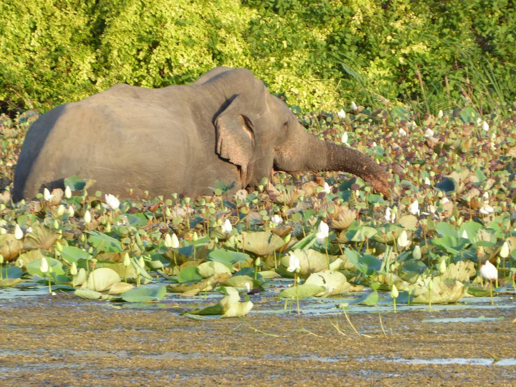 Yala Dream Park Hotell Eksteriør bilde